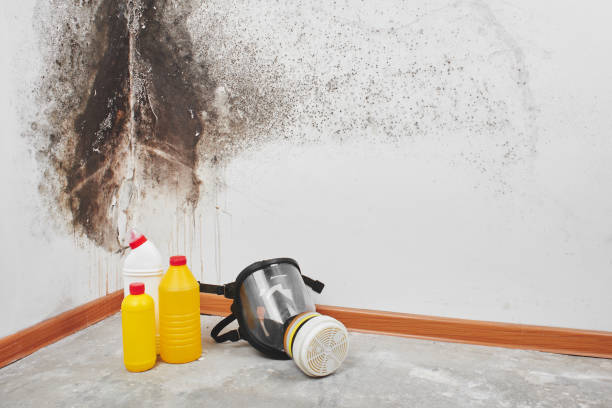 Best Bathroom Mold Remediation in Metlatla, AK