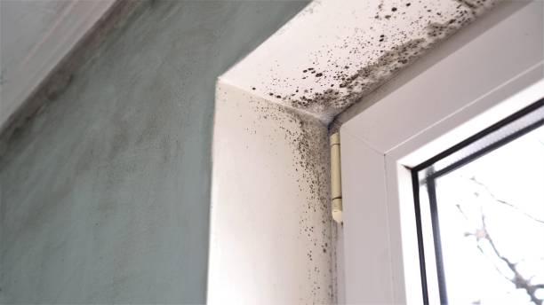 Best Attic Mold Remediation in Metlatla, AK