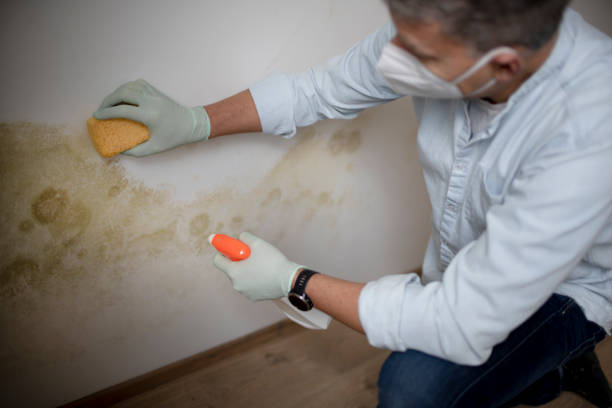 Best Crawl Space Mold Remediation in Metlatla, AK