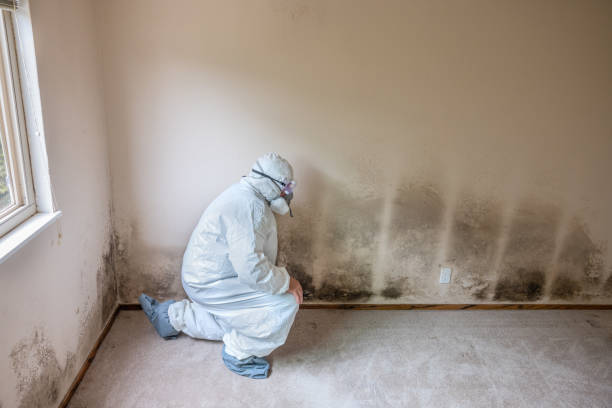 Professional Mold Remediation in Metlakatla, AK