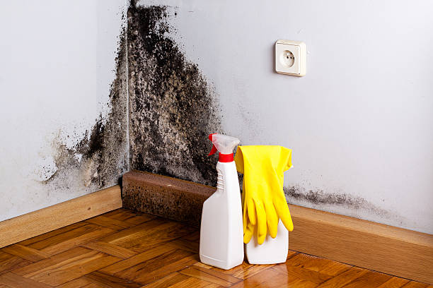 Best Residential Mold Remediation in Metlatla, AK