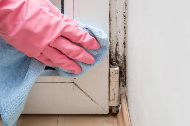 Best Mold Remediation for Schools in Metlatla, AK